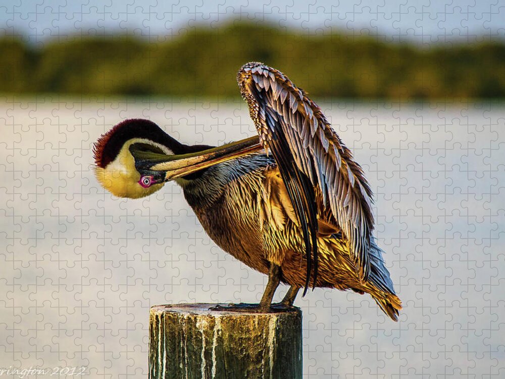 Pelicans Jigsaw Puzzle featuring the photograph Gooming Pelican ll by Shannon Harrington