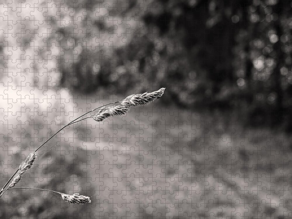 B&w Jigsaw Puzzle featuring the photograph Grass Over Dirt Road by Lori Coleman