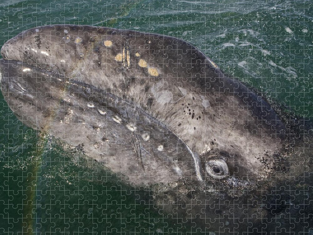 00429916 Jigsaw Puzzle featuring the photograph Gray Whale Calf And Rainbow San Ignacio by Suzi Eszterhas