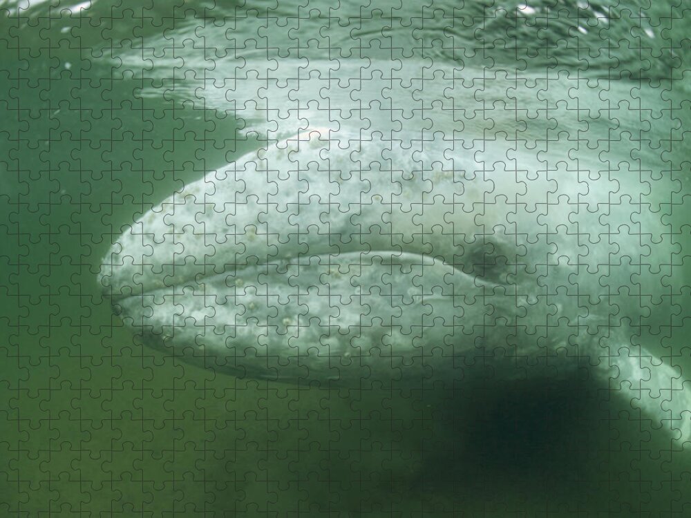 00080402 Jigsaw Puzzle featuring the photograph Gray Whale In The Shallows Vancouver by Flip Nicklin