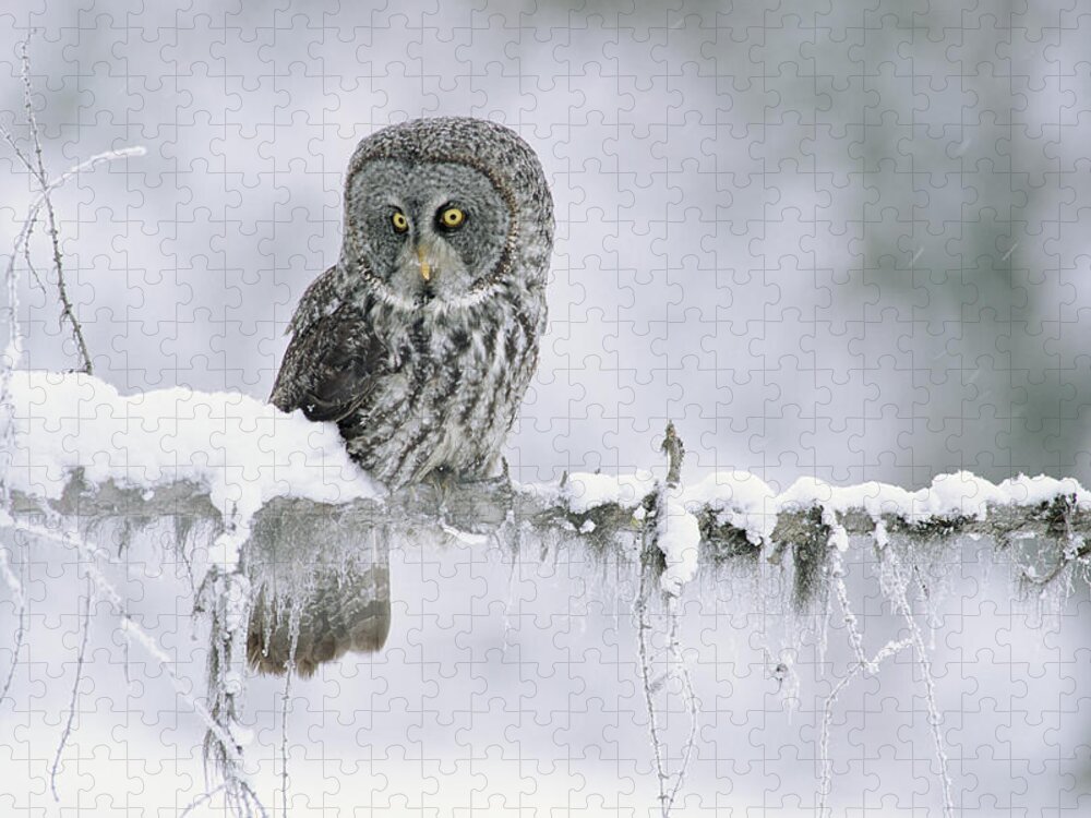 00170496 Jigsaw Puzzle featuring the photograph Great Gray Owl Perching On A Snow by Tim Fitzharris