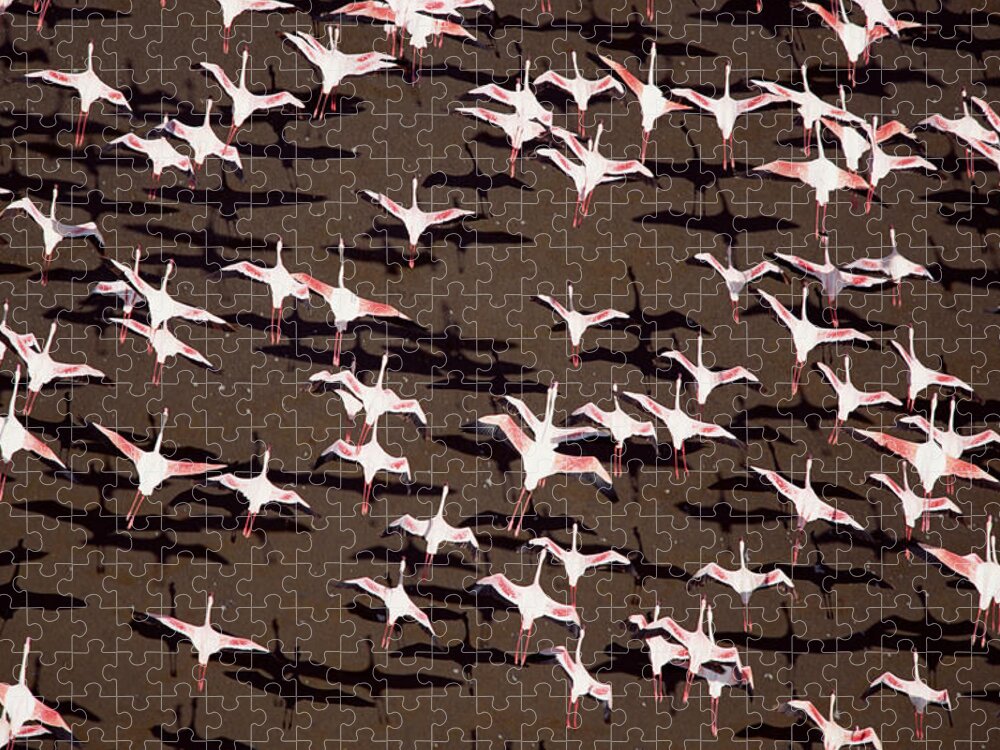 00173372 Jigsaw Puzzle featuring the photograph Greater Flamingo And Lesser Flamingo by Tim Fitzharris