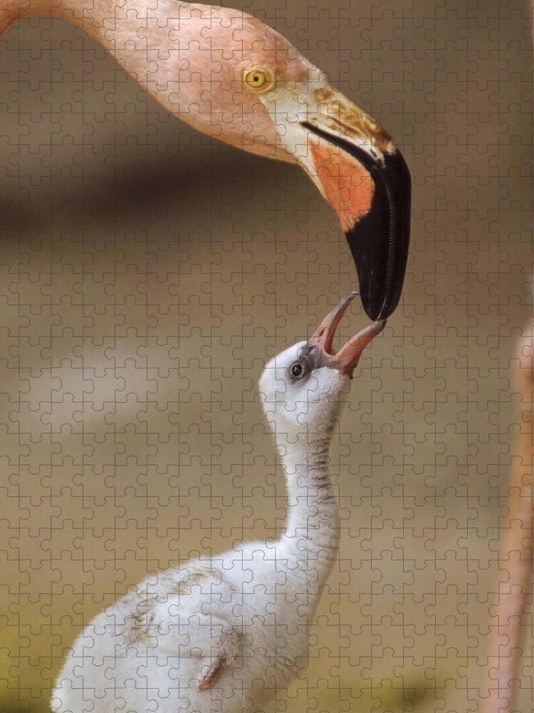 00171968 Jigsaw Puzzle featuring the photograph Greater Flamingo Mother And Chick by Tim Fitzharris