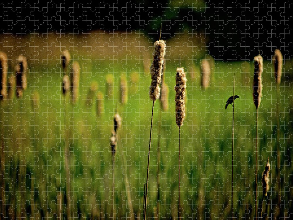 Rushes Jigsaw Puzzle featuring the photograph Green Grow The Rushes O by Chris Lord