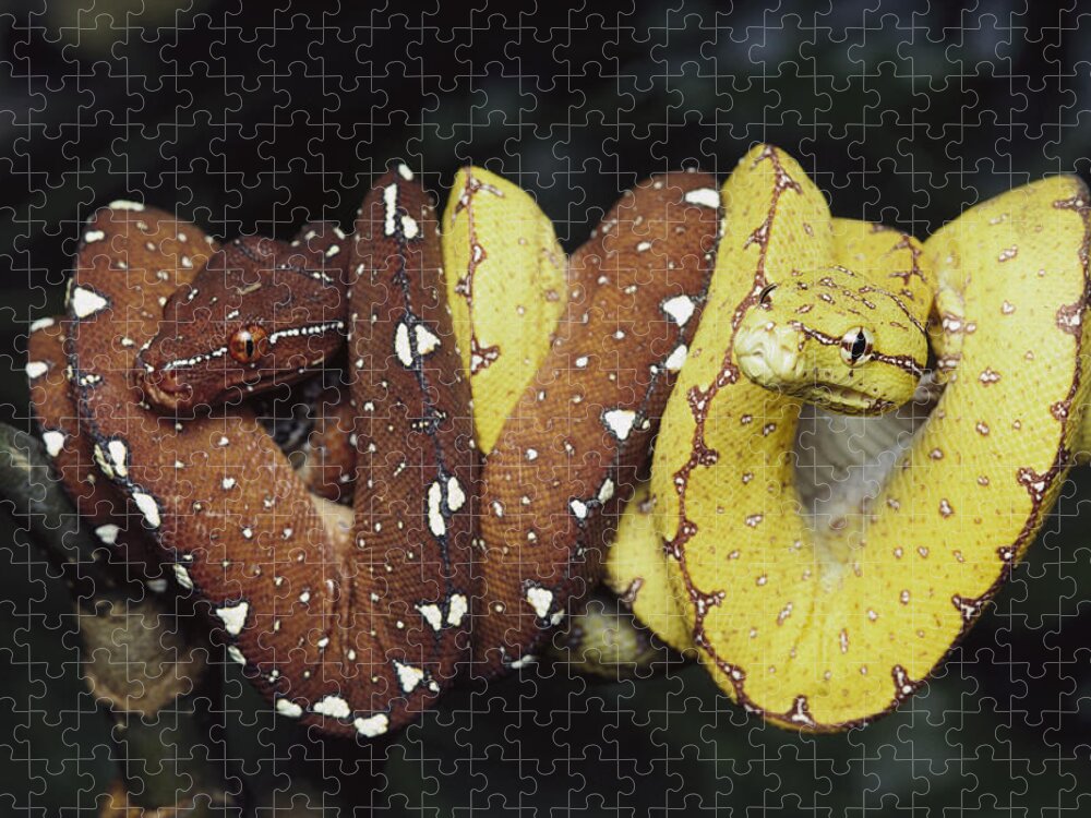 00270721 Jigsaw Puzzle featuring the photograph Green Tree Python Juveniles by Gerry Ellis