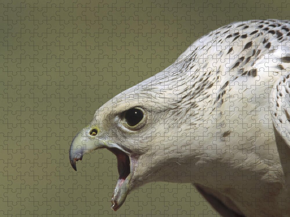 Mp Jigsaw Puzzle featuring the photograph Gyrfalcon Falco Rusticolus Adult Female by Konrad Wothe