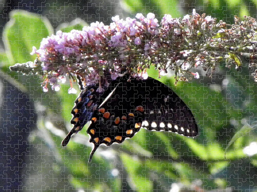 Butterfly Jigsaw Puzzle featuring the photograph Hangin On by Kim Galluzzo