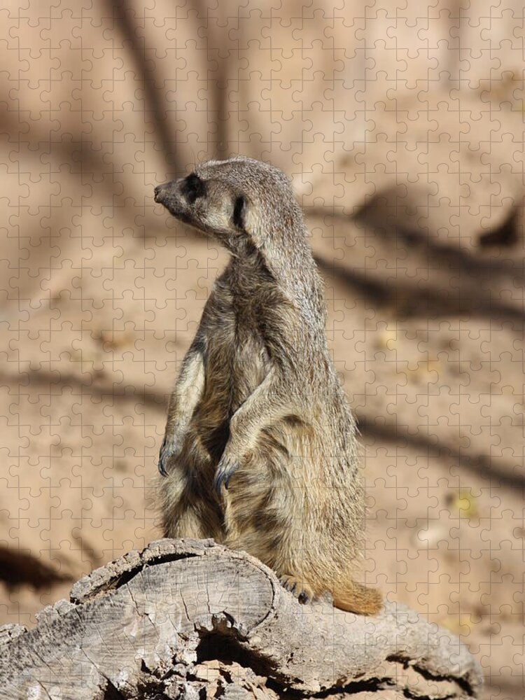 Meerkat Jigsaw Puzzle featuring the photograph He Went That Way by Kim Galluzzo