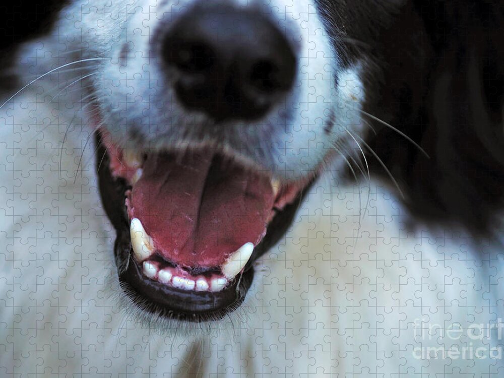 Photography Jigsaw Puzzle featuring the photograph Healthy Canines by Kaye Menner