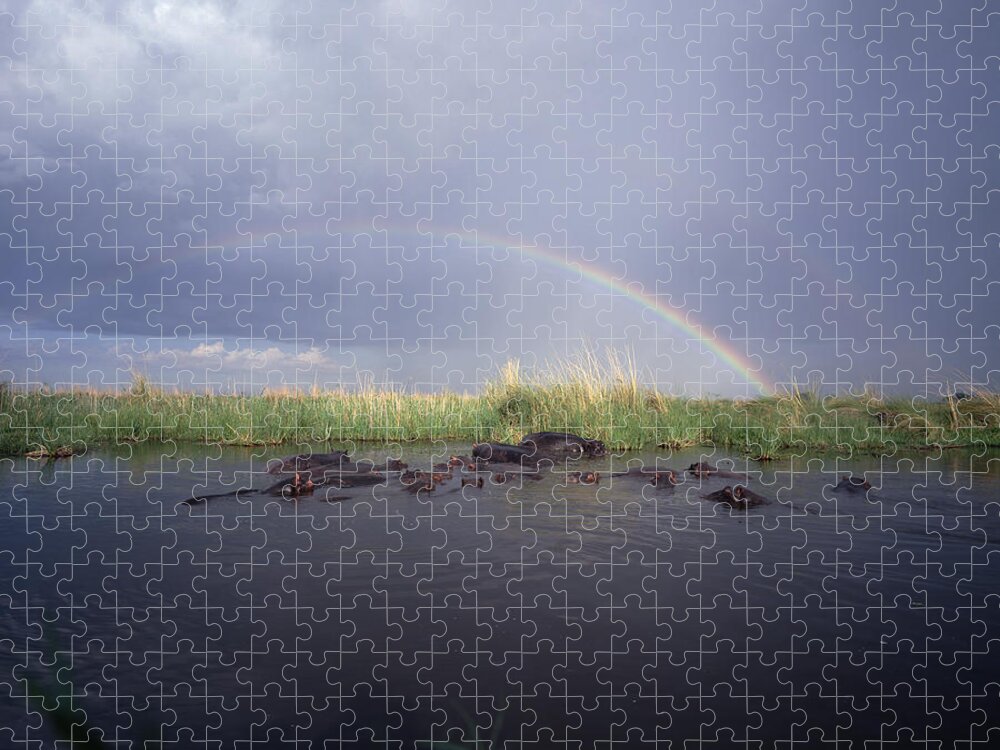 Mp Jigsaw Puzzle featuring the photograph Hippopotamus Hippopotamus Amphibius by Gerry Ellis