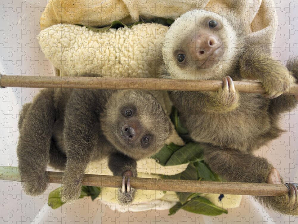00456395 Jigsaw Puzzle featuring the photograph Hoffmanns Two-toed Sloth Orphaned Babies by Suzi Eszterhas