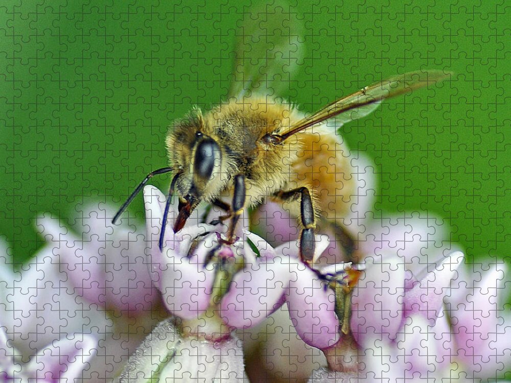 Bee Jigsaw Puzzle featuring the photograph Honeybee by Rodney Campbell
