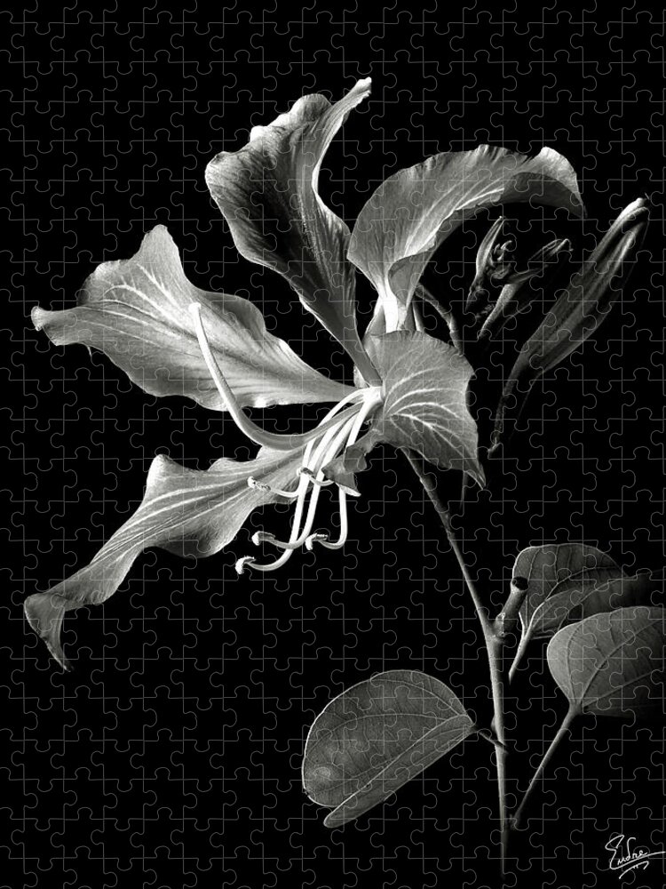 Flower Jigsaw Puzzle featuring the photograph Hong Kong Orchid in black and White by Endre Balogh