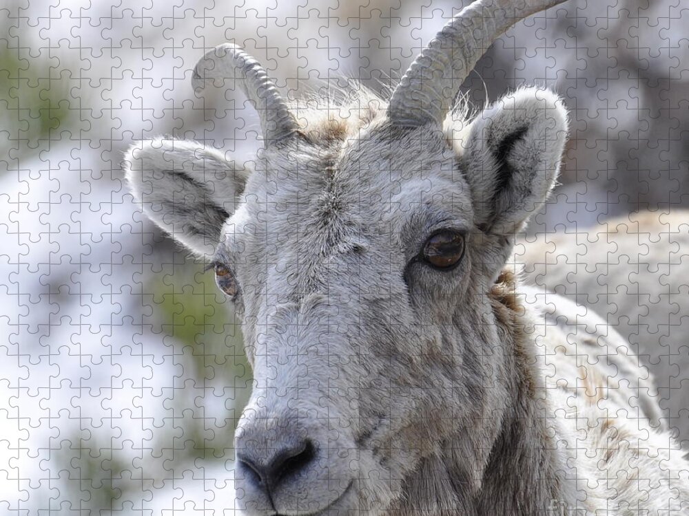 Mountain Sheep Jigsaw Puzzle featuring the photograph How Close Is Too Close by Dorrene BrownButterfield