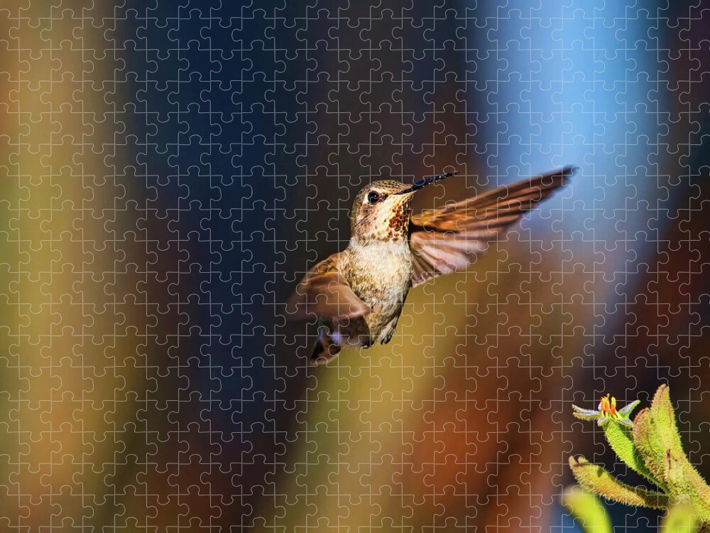 Annas Hummingbird Jigsaw Puzzle featuring the photograph Hummingbird by Beth Sargent