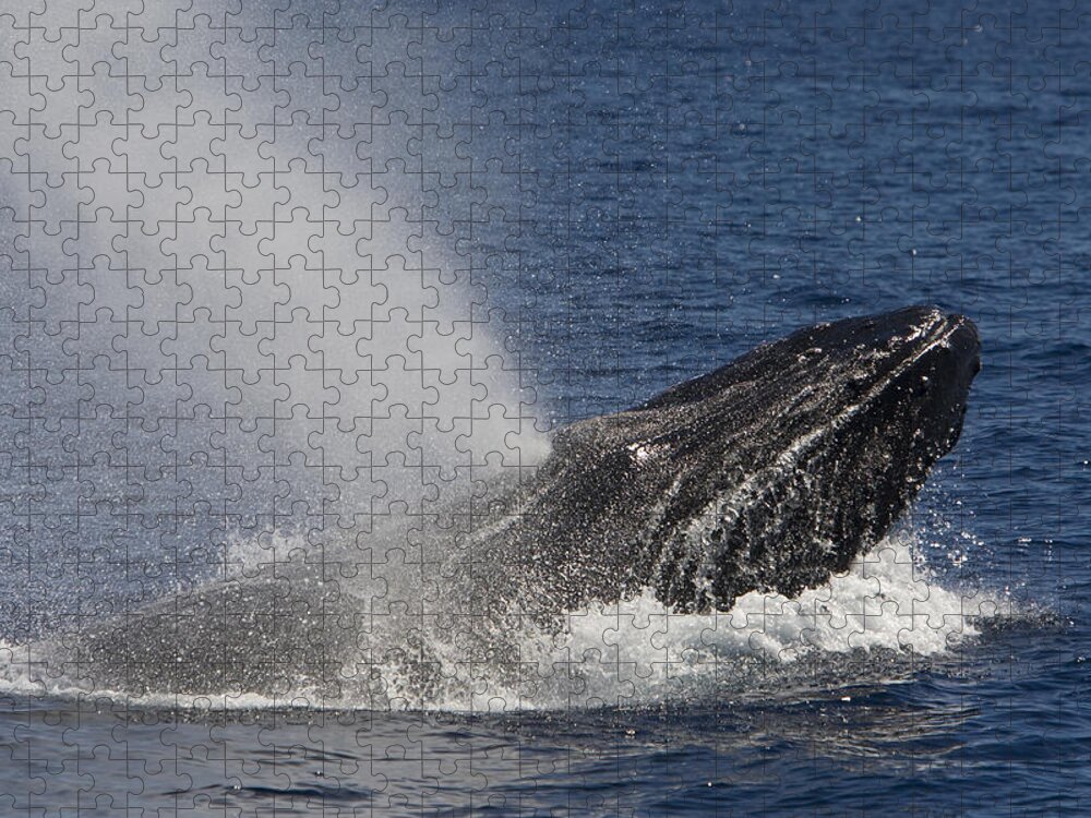 00429923 Jigsaw Puzzle featuring the photograph Humpback Whale Male Displaying by Suzi Eszterhas