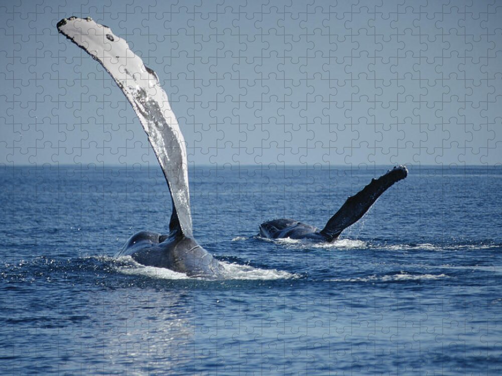 00128679 Jigsaw Puzzle featuring the photograph Humpback Whale Pectoral Slap Maui by Flip Nicklin