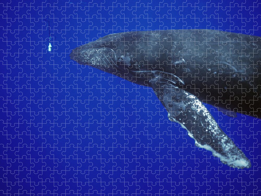 00128629 Jigsaw Puzzle featuring the photograph Humpback Whale Singer Approaches by Flip Nicklin