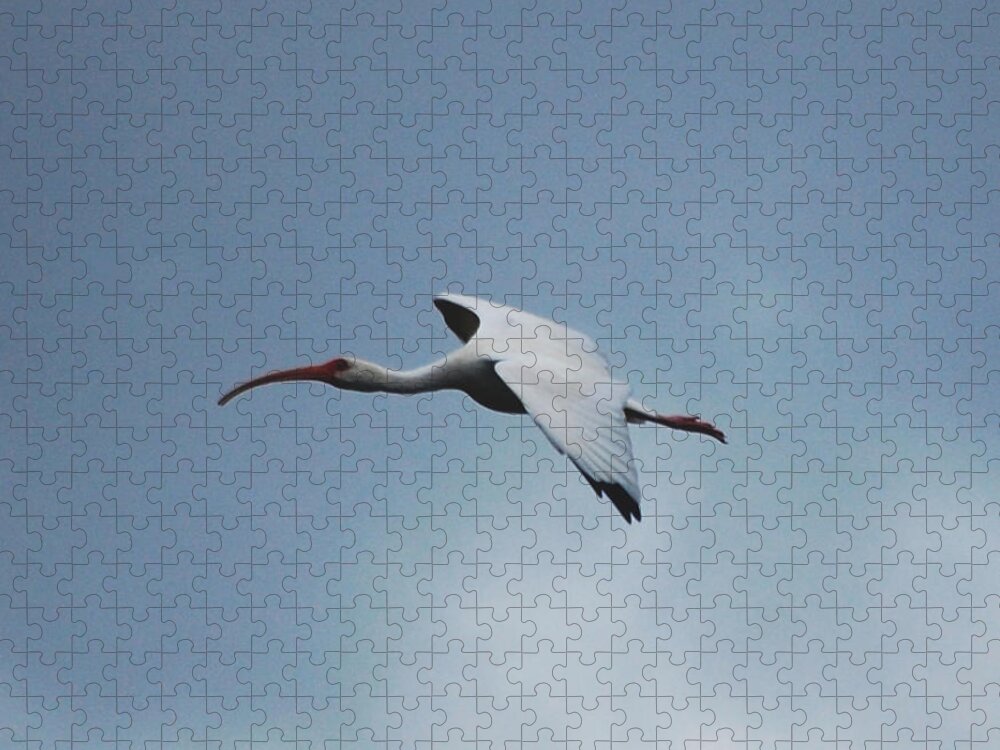Birds Jigsaw Puzzle featuring the digital art Ibis in Flight by David Lane