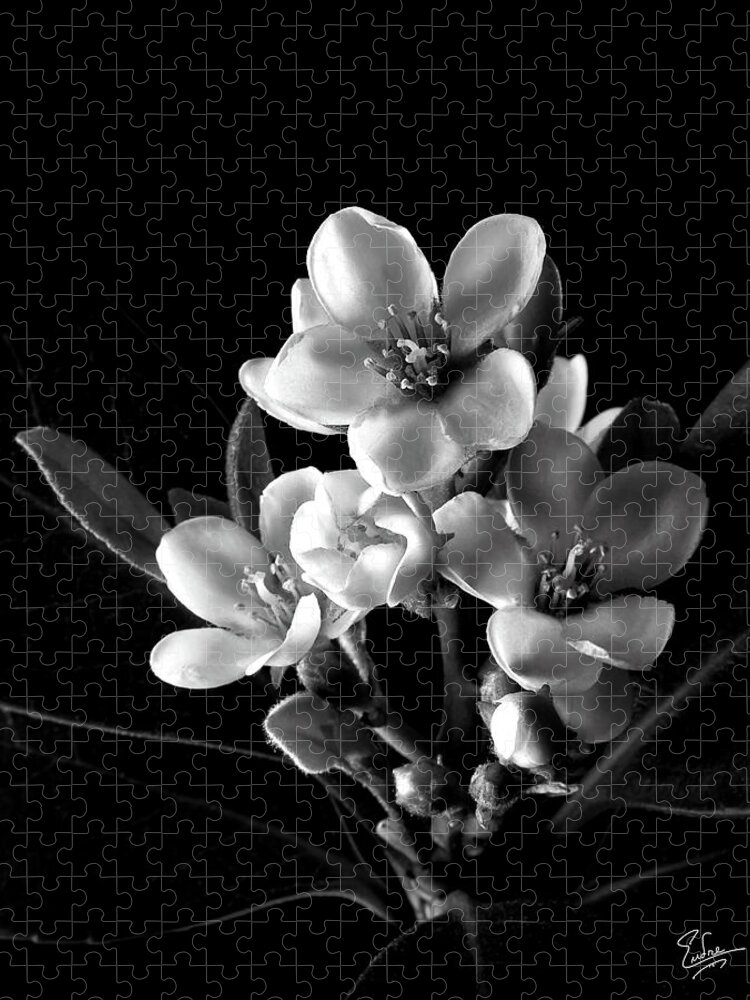 Flower Jigsaw Puzzle featuring the photograph Indian Hawthorn in Black and White by Endre Balogh