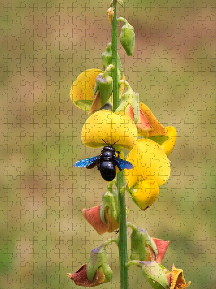 Bee Jigsaw Puzzle featuring the photograph Its the climb by SAURAVphoto Online Store