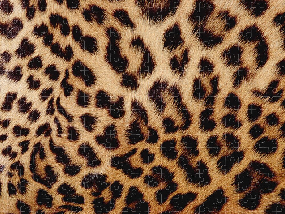 Mp Jigsaw Puzzle featuring the photograph Jaguar Panthera Onca Fur, Close-up by Gerry Ellis
