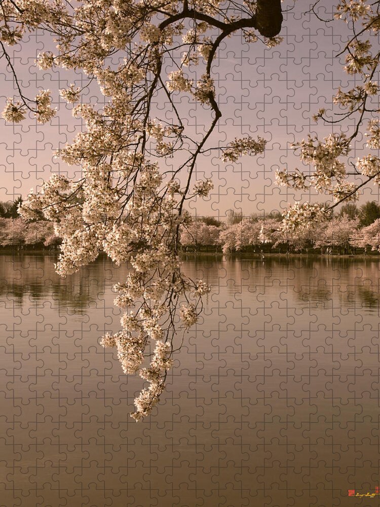 Washington D.c. Jigsaw Puzzle featuring the photograph Japanese Cherry Tree Blossoms over the Tidal Basin in Sepia DS019S by Gerry Gantt