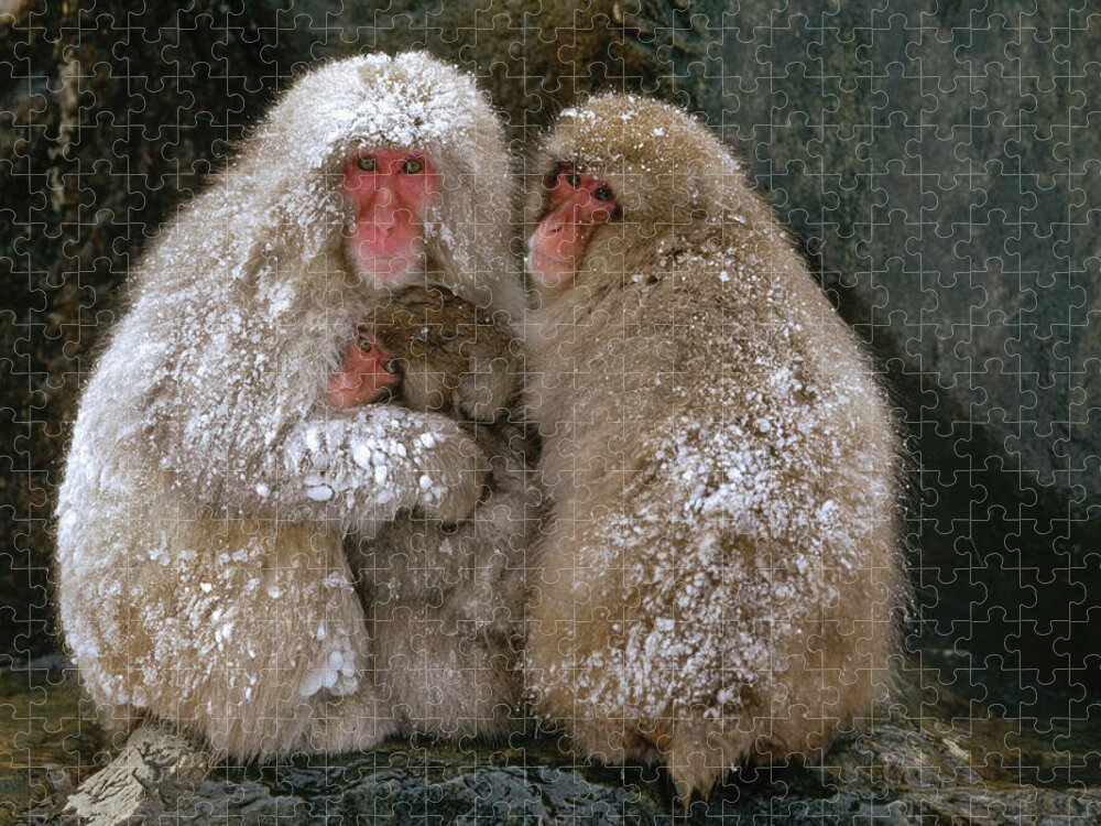 Mp Jigsaw Puzzle featuring the photograph Japanese Macaque Macaca Fuscata Family by Konrad Wothe