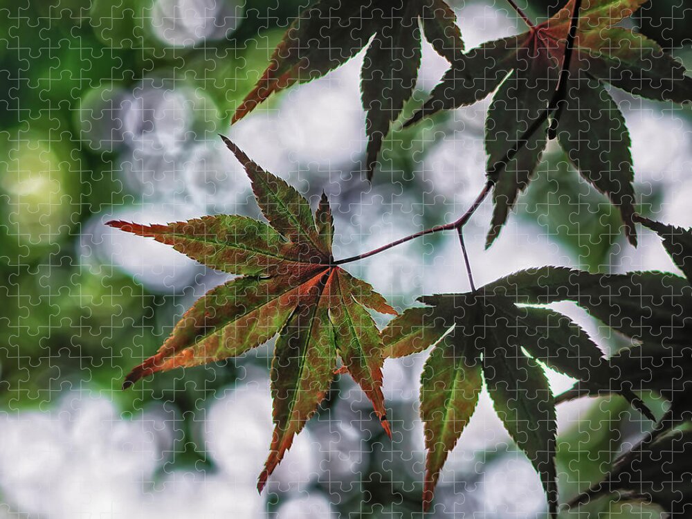 Da*55 1.4 Jigsaw Puzzle featuring the photograph Japanese Maple by Lori Coleman