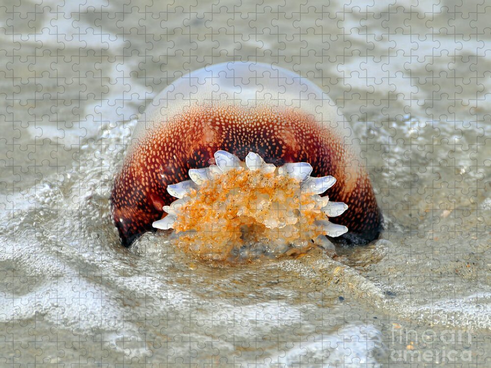 Jellyfish Jigsaw Puzzle featuring the photograph Jelly in a Jam by Al Powell Photography USA