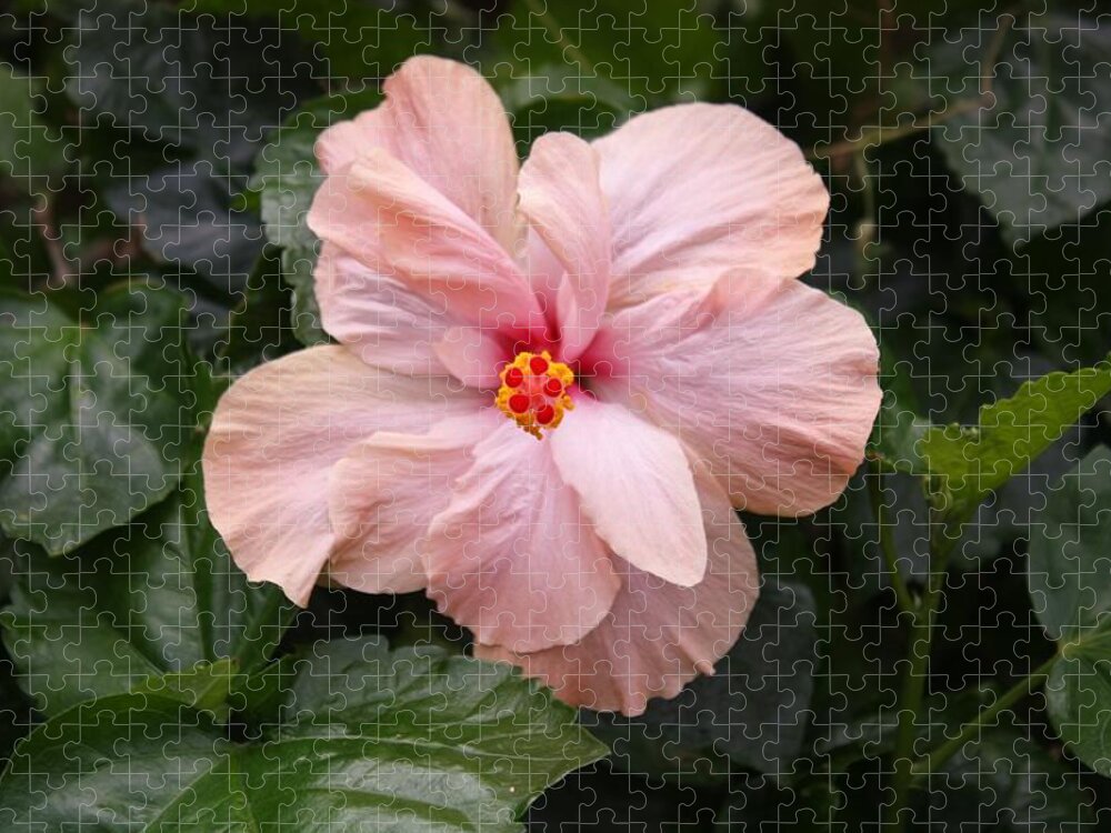 Hibiscus Jigsaw Puzzle featuring the photograph Just Blossoming Hibiscus by Craig Wood