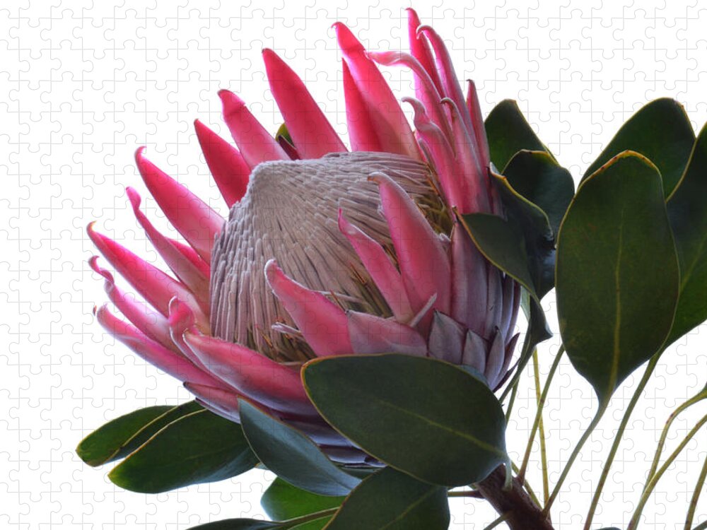 Protea Jigsaw Puzzle featuring the photograph King Protea. by Terence Davis