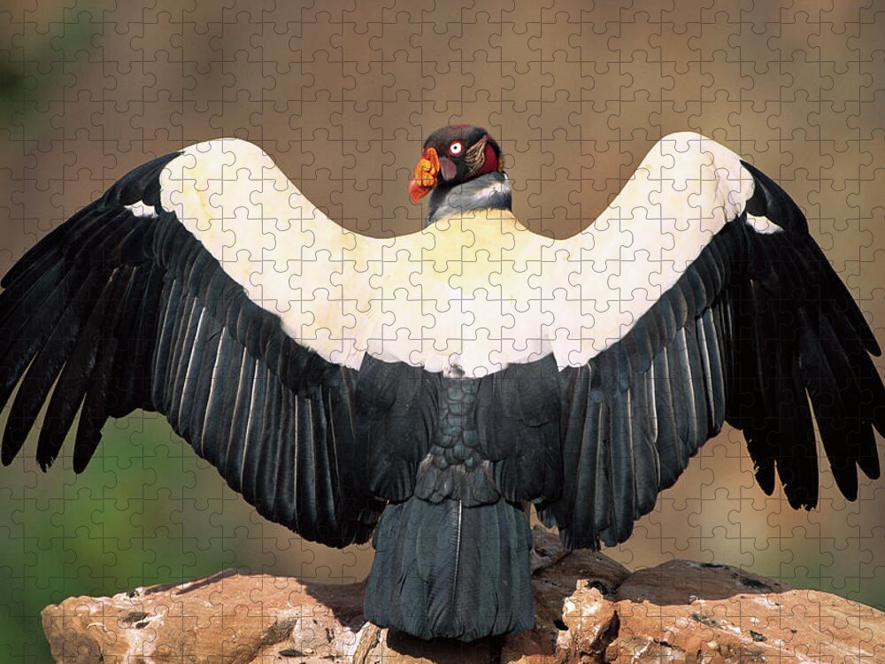 Mp Jigsaw Puzzle featuring the photograph King Vulture Sarcoramphus Papa Sunning by Pete Oxford