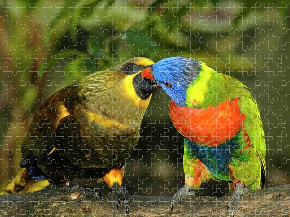 Lorikeet Jigsaw Puzzle featuring the photograph Kissing Birds by Carolyn Marshall