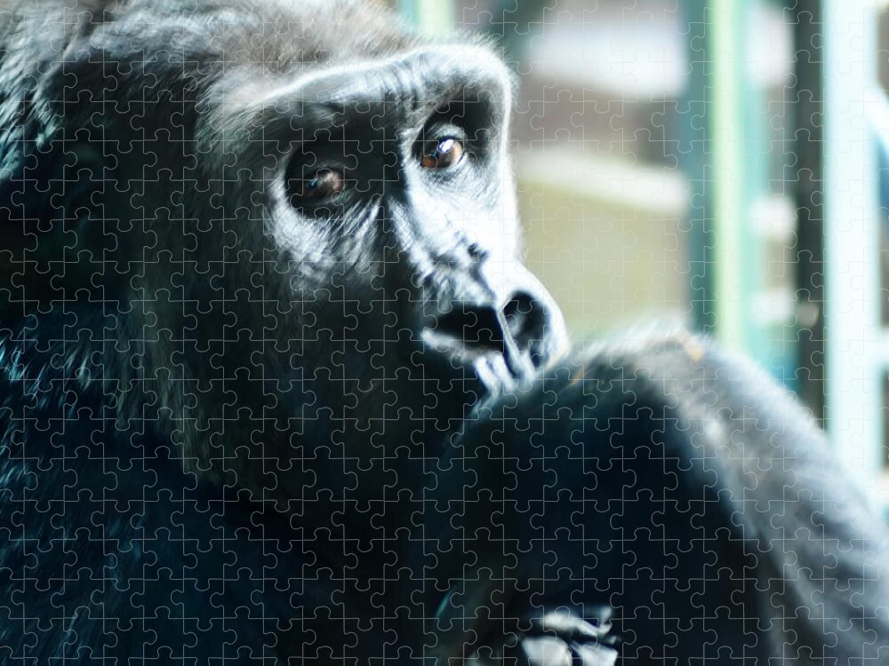 Kivu The Gorilla Jigsaw Puzzle featuring the photograph Kivu the Gorilla by Bill Cannon