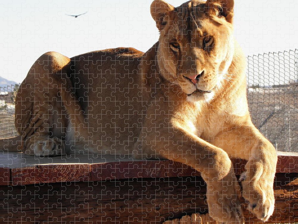 Lion Jigsaw Puzzle featuring the photograph Kumba the Lion by Kim Galluzzo