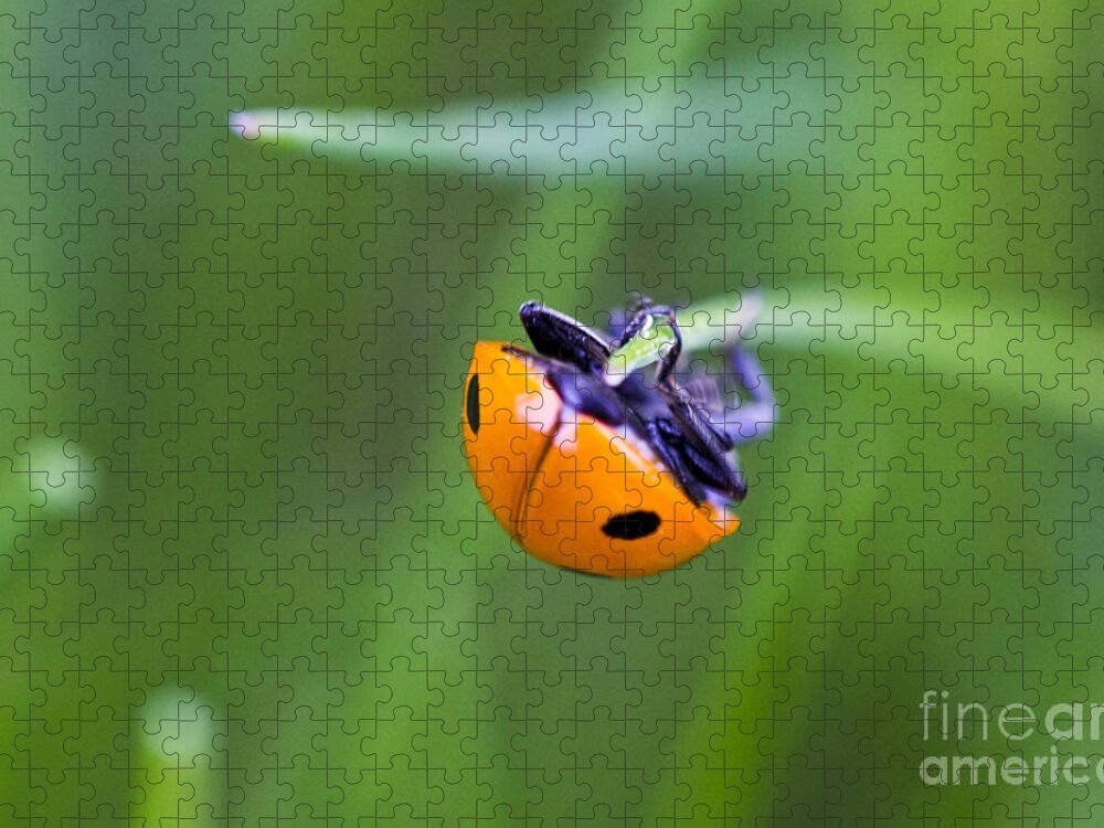 Landscape Jigsaw Puzzle featuring the photograph Ladybug Topsy Turvy by Donna L Munro