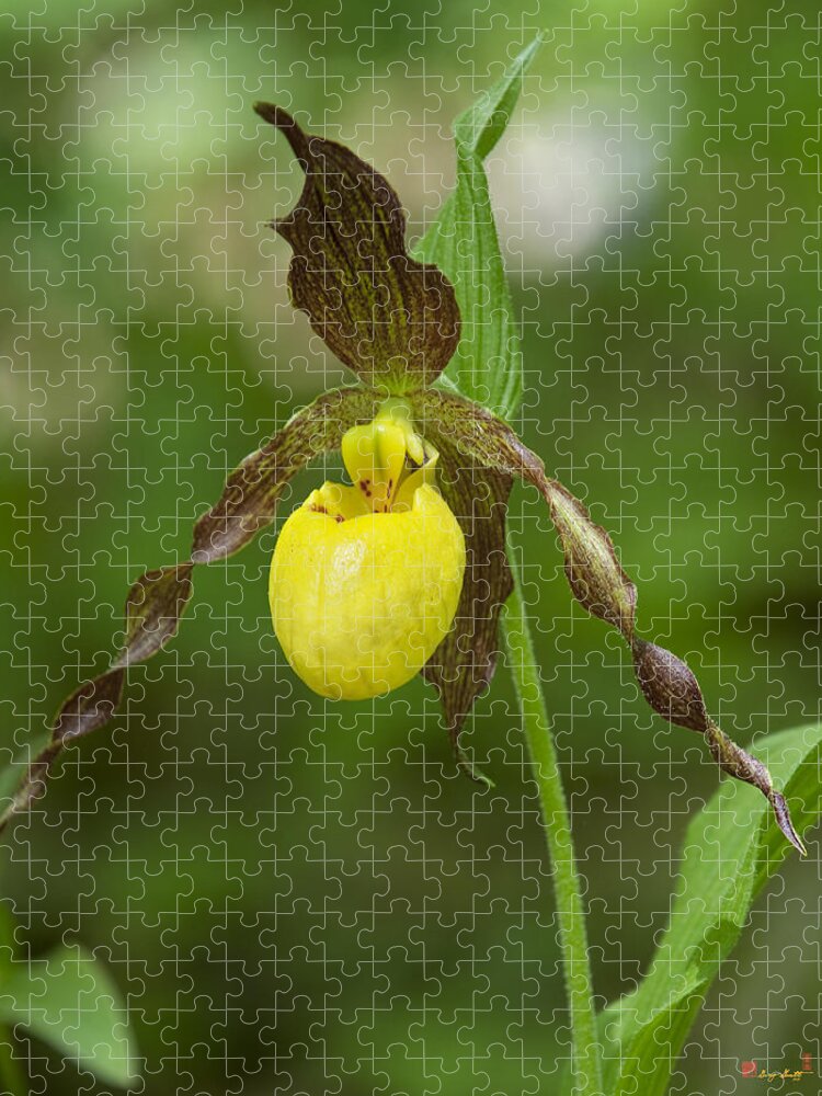 Nature Jigsaw Puzzle featuring the photograph Large Yellow Lady Slipper Orchid DSPF0251 by Gerry Gantt