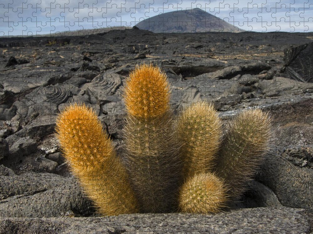 Mp Jigsaw Puzzle featuring the photograph Lava Cactus Brachycereus Nesioticus by Pete Oxford