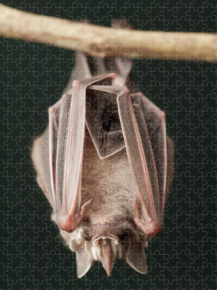 Mp Jigsaw Puzzle featuring the photograph Leaf-nosed Bat Phyllostomidae, Amazon by Murray Cooper