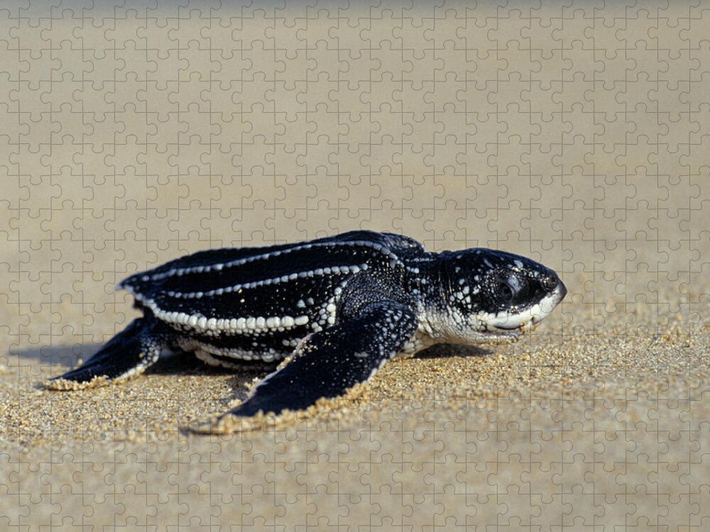 Fn Jigsaw Puzzle featuring the photograph Leatherback Sea Turtle Dermochelys by Ingo Arndt