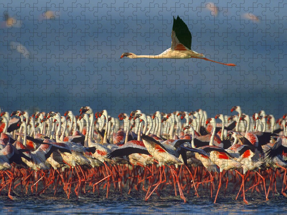00486901 Jigsaw Puzzle featuring the photograph Lesser Flamingo Flying Over Flock Lake by Tim Fitzharris