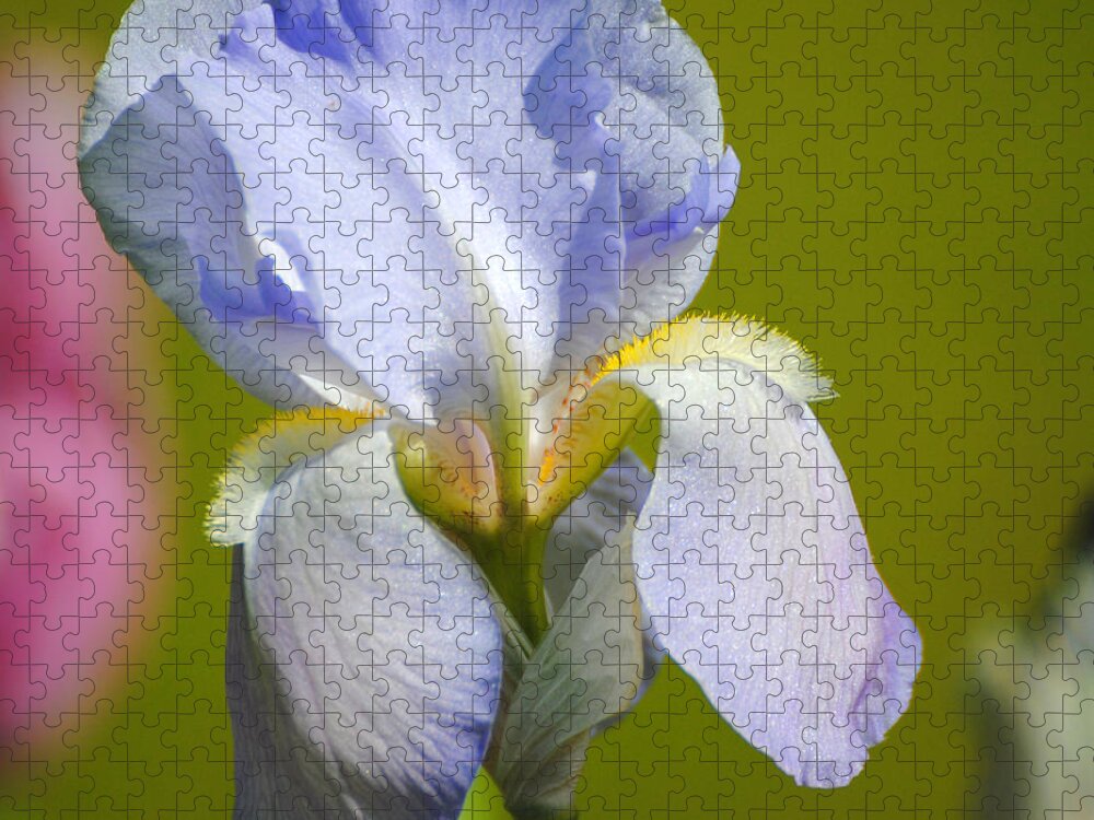 Beautiful Iris Jigsaw Puzzle featuring the photograph Lilac Blue Iris Flower III by Jai Johnson