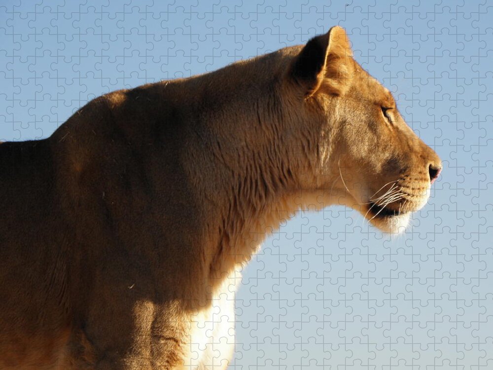 Lioness Jigsaw Puzzle featuring the photograph Lioness in all her beauty by Kim Galluzzo