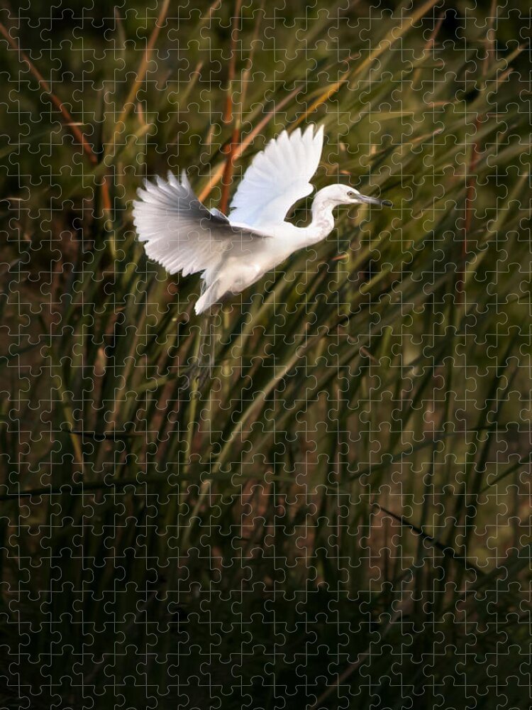 Little Blue Heron Jigsaw Puzzle featuring the photograph Little Blue Heron On Approach by Steven Sparks