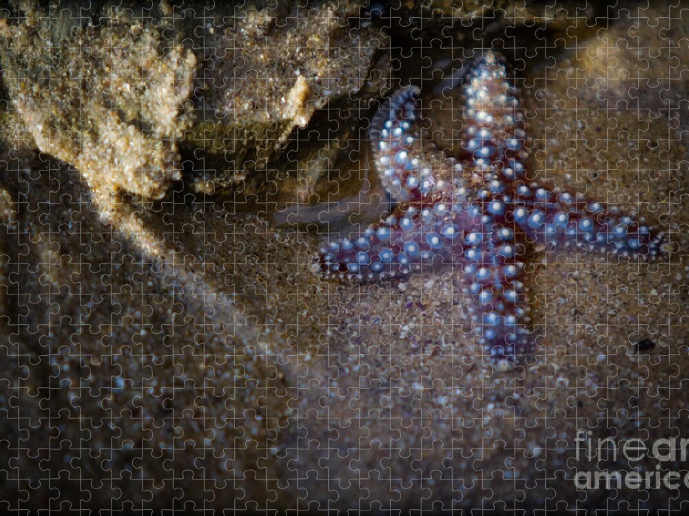 San Diego Jigsaw Puzzle featuring the photograph Lone Seastar by Doug Sturgess