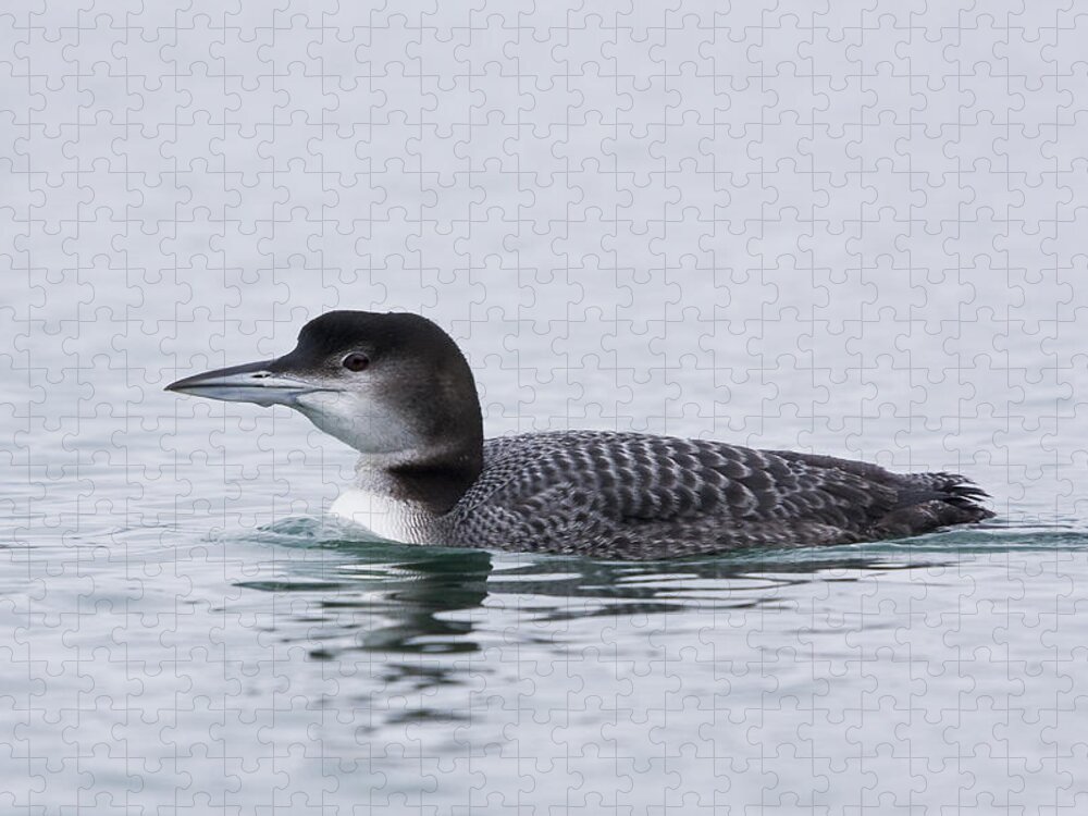 Loon Jigsaw Puzzle featuring the photograph Loon by Bob Decker