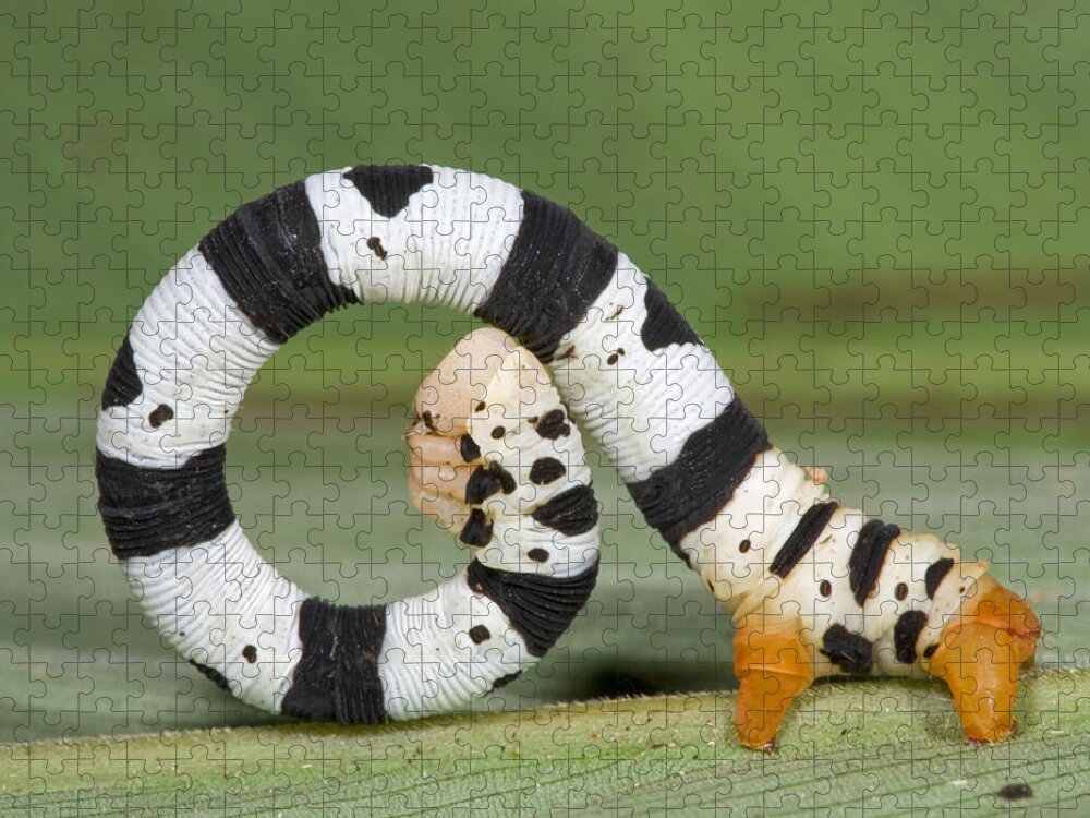 00476846 Puzzle featuring the photograph Looper Moth Caterpillar Atewa Range by Piotr Naskrecki
