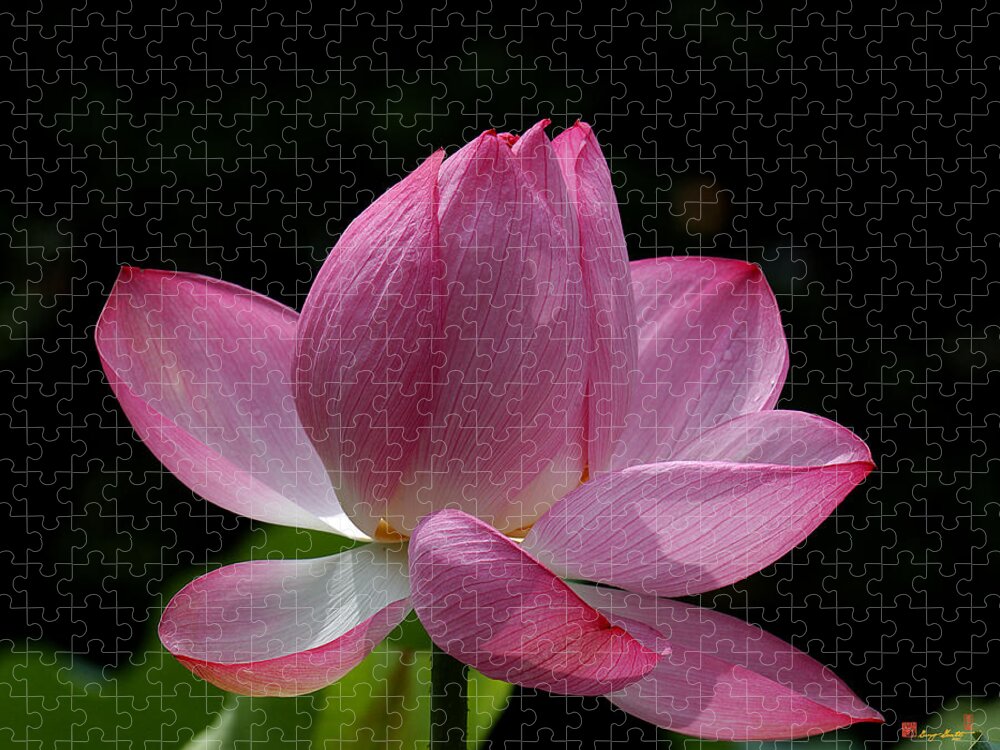 Nature Jigsaw Puzzle featuring the photograph Lotus Beauty--Beauty in Disarray DL027 by Gerry Gantt