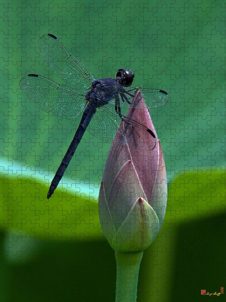 Nature Jigsaw Puzzle featuring the photograph Lotus Bud and Slatey Skimmer Dragonfly DL072 by Gerry Gantt